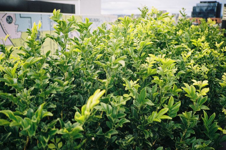 Green Foliage
