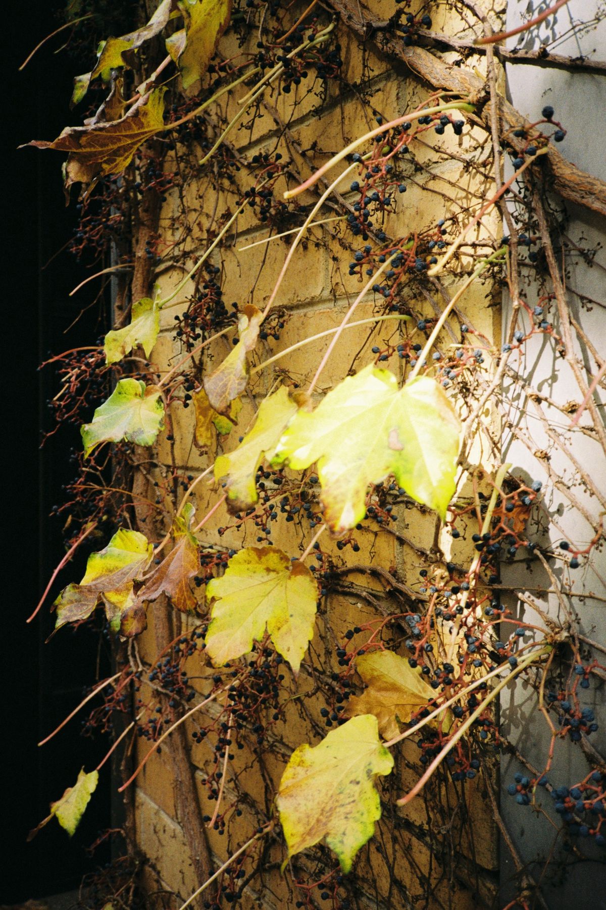 A vine with some leaves left on it