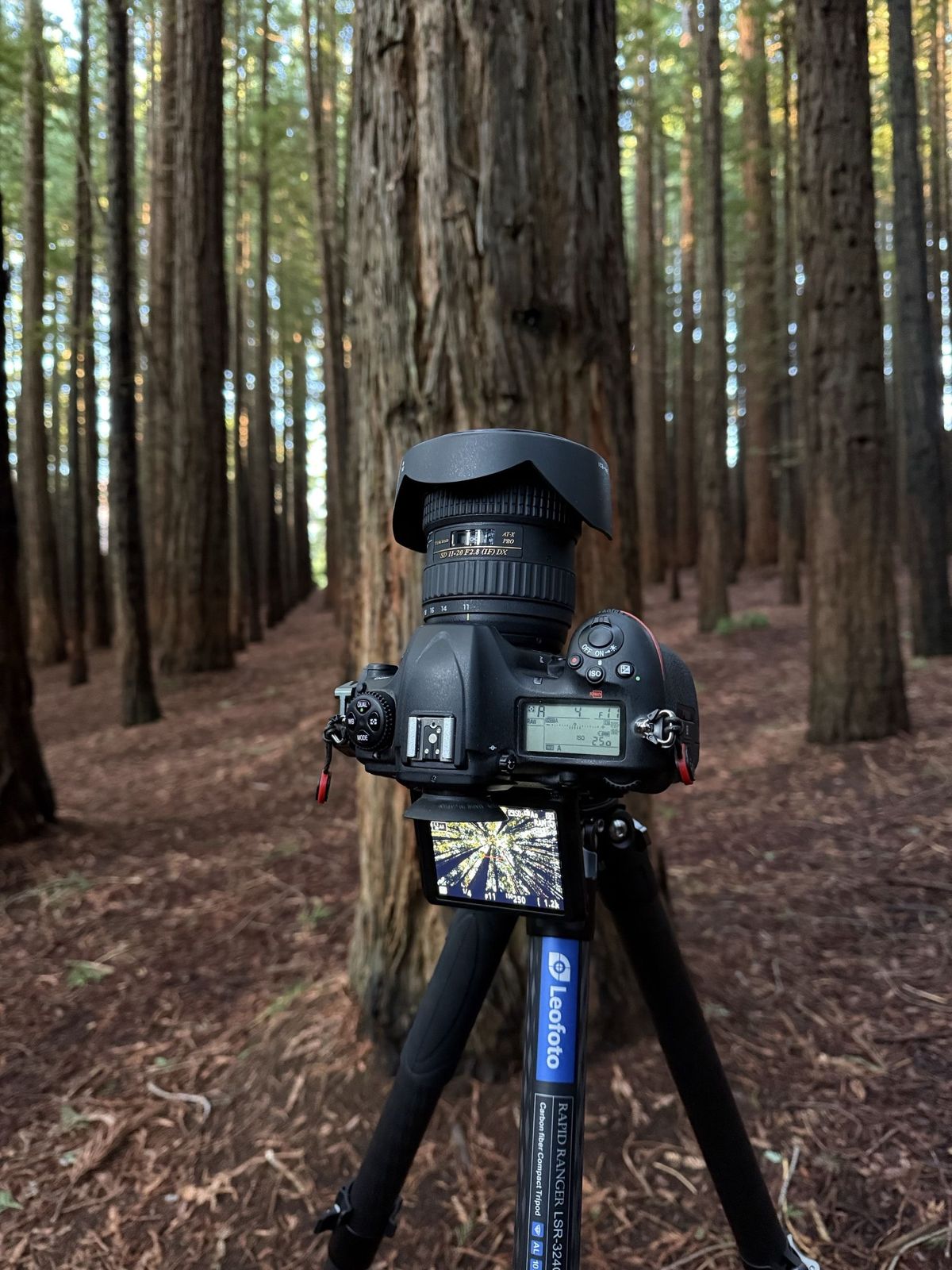 Cement Creek Redwoods