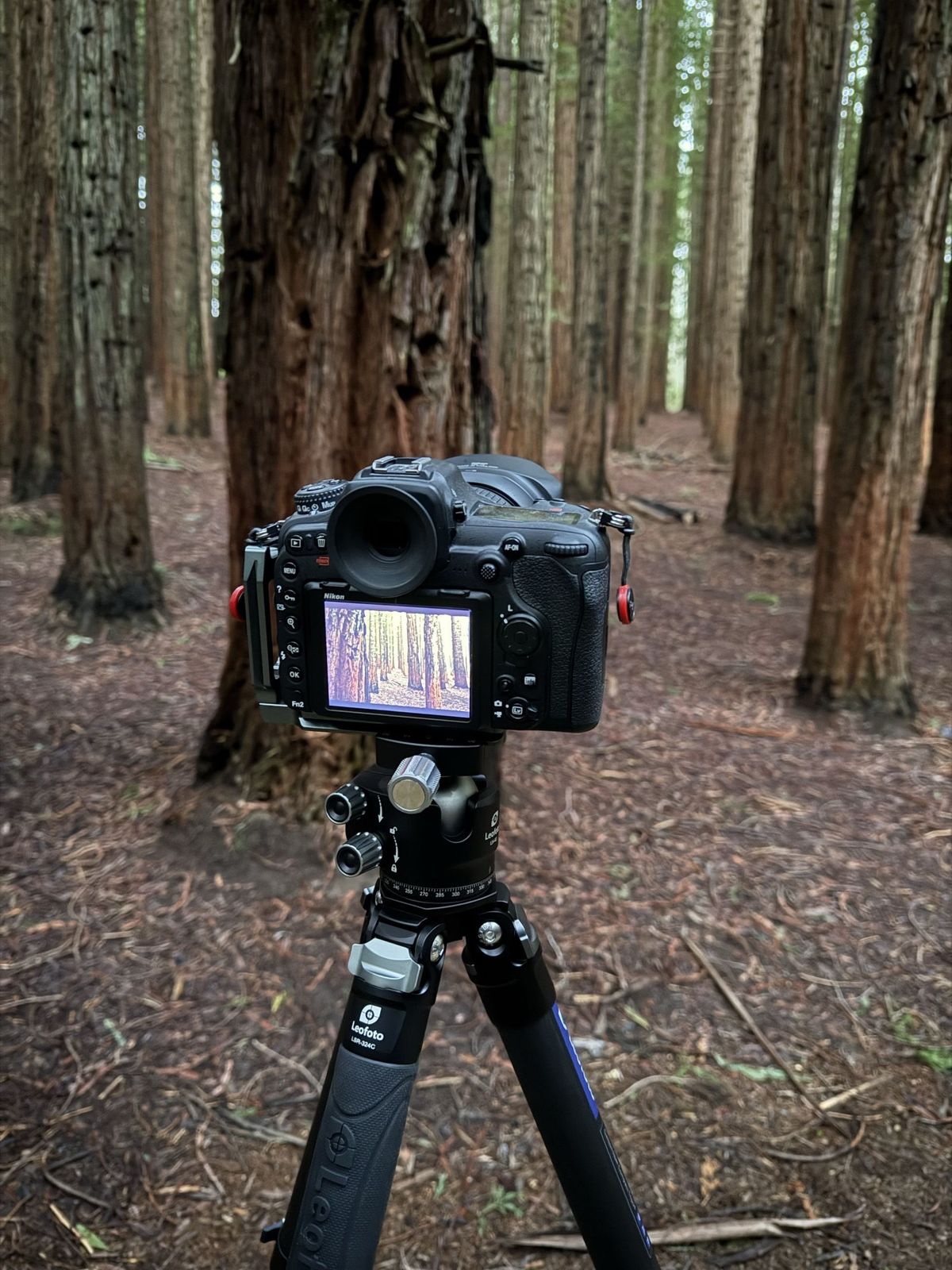 Cement Creek Redwoods