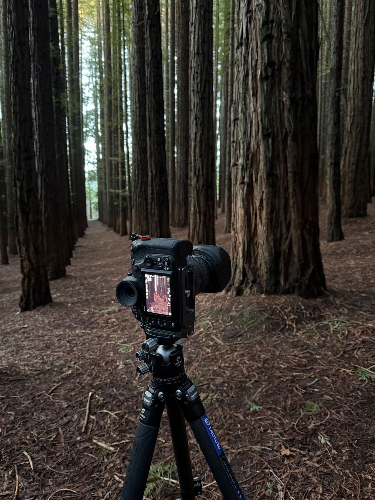 Cement Creek Redwoods