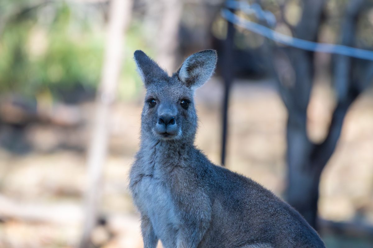 An Eastern Grey Kangaroo