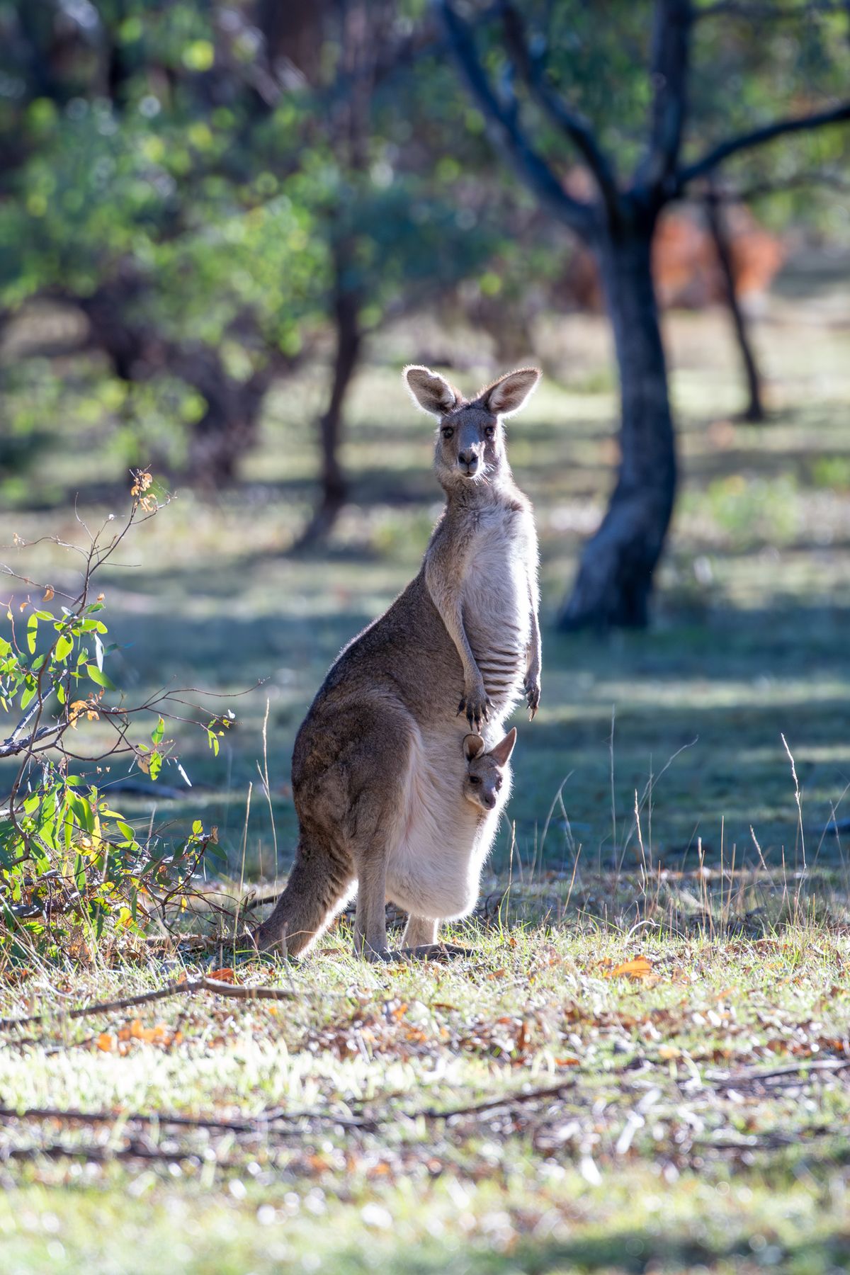 An Eastern Grey Kangaroo with joey