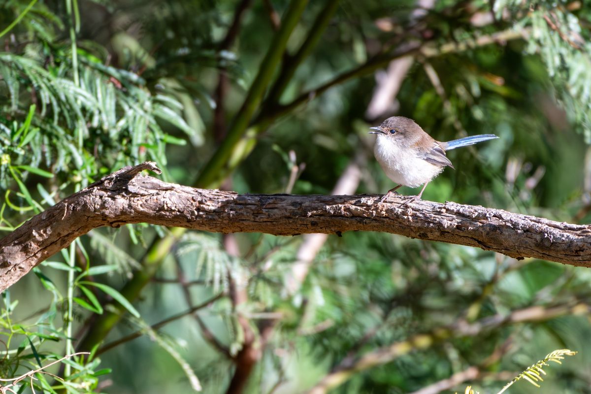 A Superb Fairy-wren